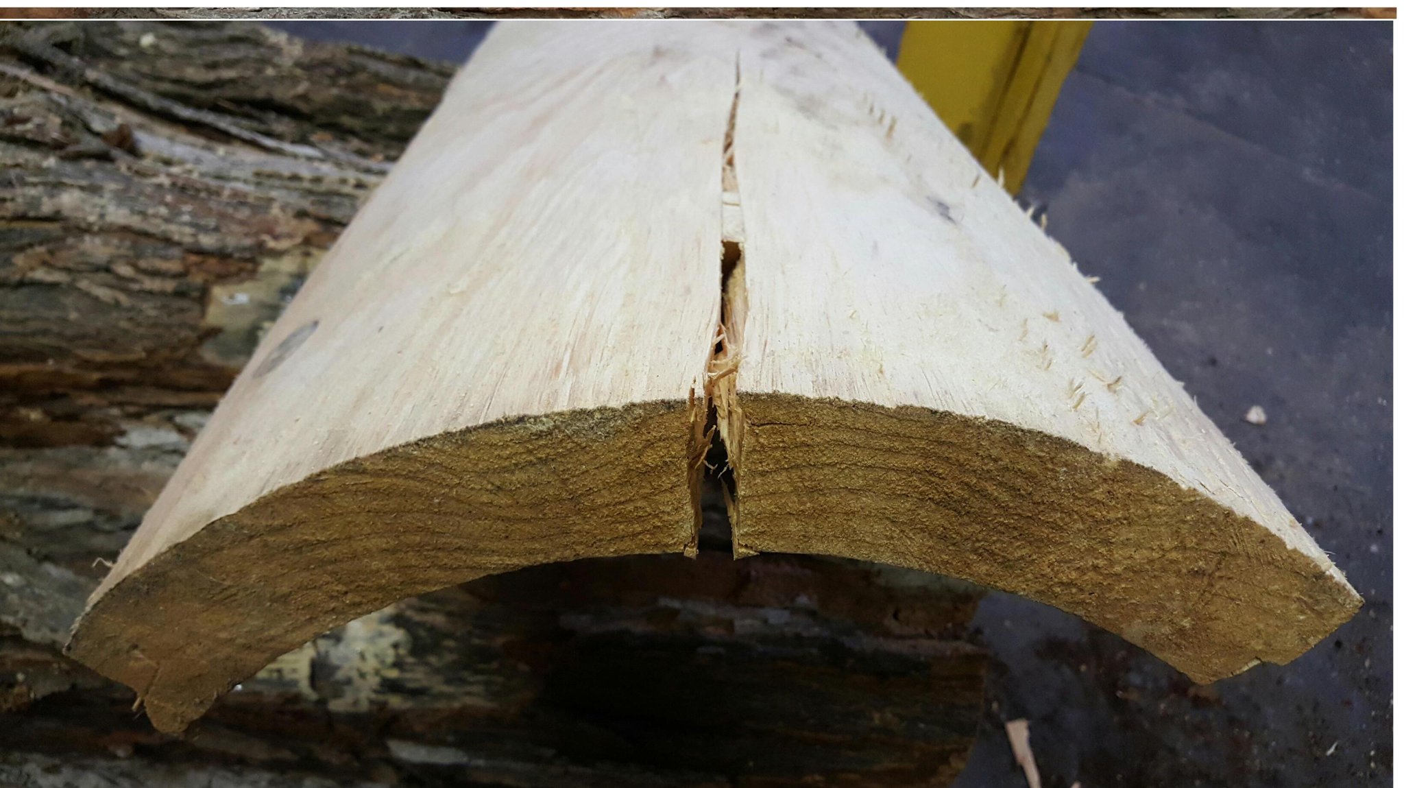 Open crack running along the top of an IC WOOD hollow log section — the natural check that forms as large logs dry and release internal tension